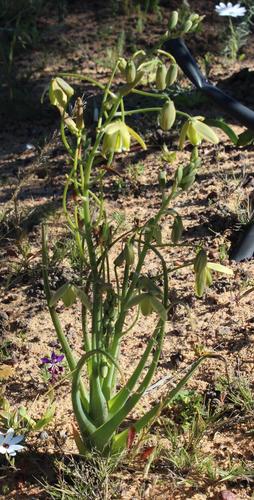 Albuca paradoxa