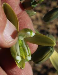 Albuca paradoxa
