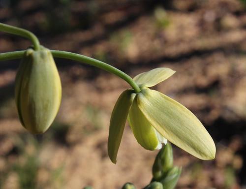 Albuca paradoxa