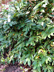Mitriostigma axillare