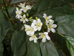 Mitriostigma axillare