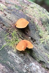 Pleuroflammula tuberculosa