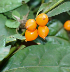 Mitriostigma axillare