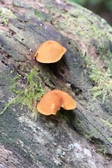 Pleuroflammula tuberculosa