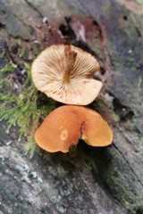 Pleuroflammula tuberculosa