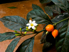 Mitriostigma axillare