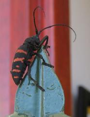 Ceroplesis capensis