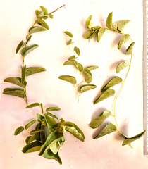 Dioscorea elephantipes