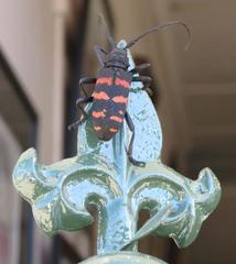 Ceroplesis capensis