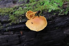 Pleuroflammula tuberculosa