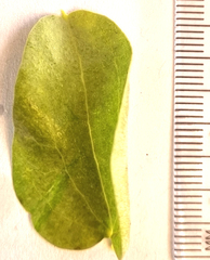 Dioscorea elephantipes