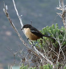 Laniarius ferrugineus ferrugineus