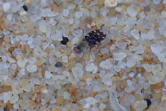 Actocetor indicus