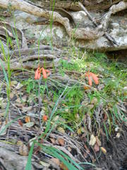 Cyrtanthus brachyscyphus