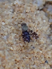 Actocetor indicus