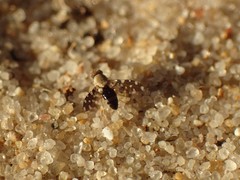 Actocetor indicus