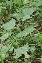 Parasenecio praetermissus