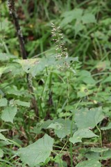 Parasenecio praetermissus