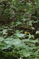 Parasenecio praetermissus