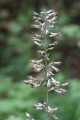 Parasenecio praetermissus