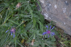 Centaurea triumfettii