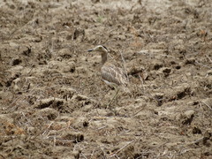 Burhinus bistriatus