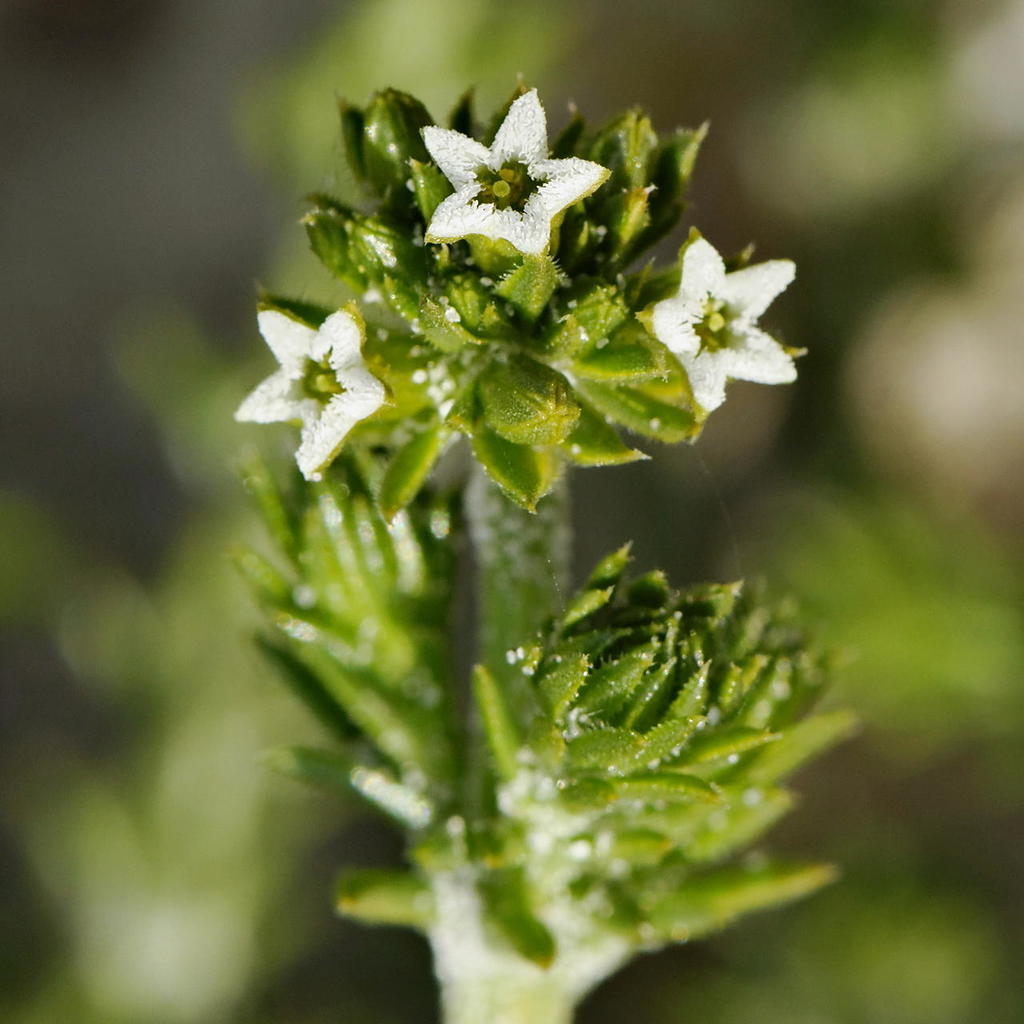 Downy Rootthug