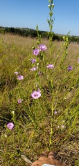 Agalinis aspera
