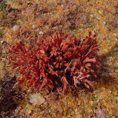 Dichotomaria tenera
