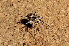 Chaetodera regalis