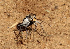 Chaetodera regalis