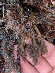 Odonthalia floccosa