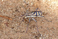 Chaetodera regalis