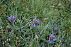 Centaurea triumfettii