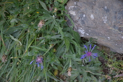 Centaurea triumfettii