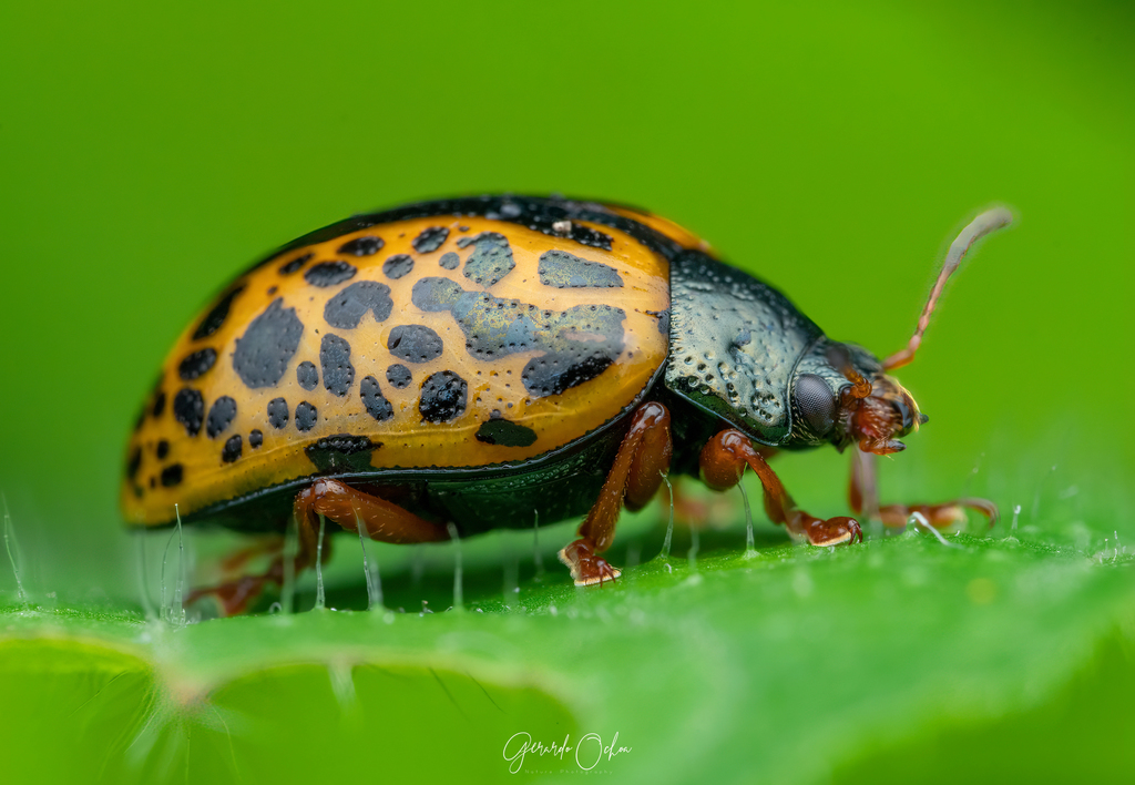 Calligrapha felina