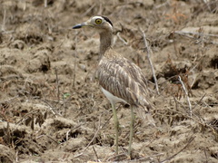 Burhinus bistriatus