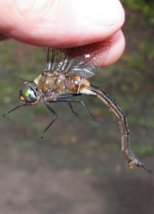 Somatochlora kennedyi