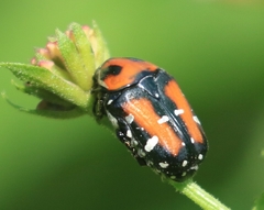 Gametis versicolor