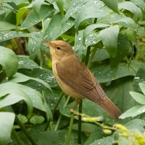Carricero políglota (Acrocephalus palustris)