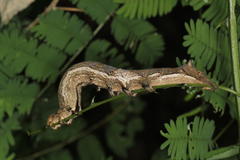 Erebus walkeri