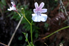 Nemesia diffusa