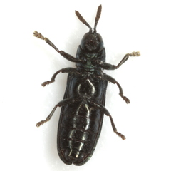 Anisostena cyanea