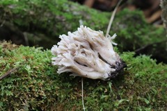 Clavaria cinerea