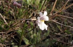Nemesia diffusa