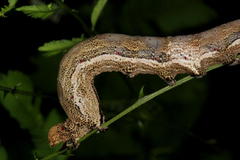 Erebus walkeri