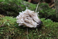 Clavaria cinerea