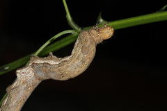 Erebus walkeri