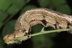 Erebus walkeri