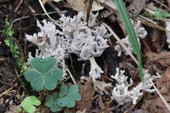 Clavaria cinerea